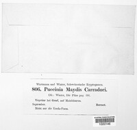 Puccinia sorghi image